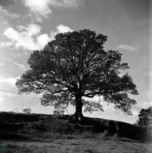 Oak Tree, Victoria Avenue, Harrogate